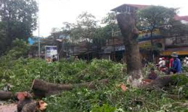 Dịch vụ chặt cây xanh, tỉa cây xanh trước nhà TPHCM