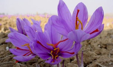 Nhụy hoa nghệ tây chữa yếu sinh lý? 3 Cách cho hiệu quả nhanh – mạnh!