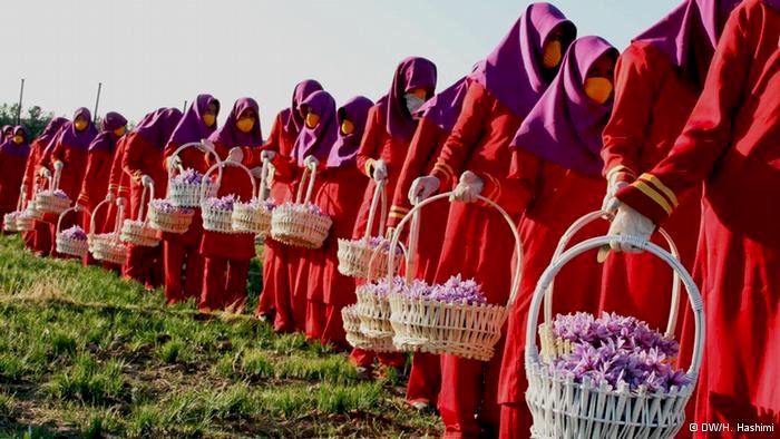 Kinh nghiệm để phân biệt Saffron thật hay giả